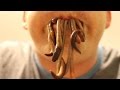 6 ways to catch worms - How to catch earthworms - how to find fishing bait 6 ways to catch worms - How to catch earthworms - how to find fishing bait