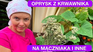 KRWAWNIK - OPRYSK NA MĄCZNIAKA I INNE