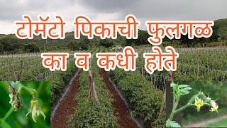 टोमॅटो पिकाची फुलगळ का होते व कधी होते | tomato pikatil phulgal | tomato flowers dropping