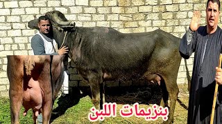 بنزيمات اللبن ( المعلم شريف يقدم اقوي العروض جاموس والد بحر لبن والاسعار ببلاش)25/ 1