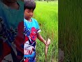 ចាប់ត្រីតាមស្រែ​