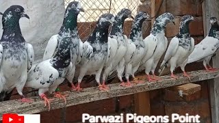 Pure Teddy pigeon Ustad Ch Sakhi Muhammad Bhatti || Parwazi pigeons point