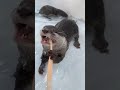 自分で歯みがきするカワウソ otter is brushing teeth herself shorts カワウソ otter loutre