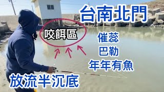 台南北門釣魚，放流半沉底釣法，催蕊、巴勒、年年有魚