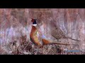 ruffed grouse some birds sing other s drum did you know birding episode 12