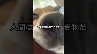 二日酔の飼主に寄り添うビーグル犬 #beagle #いぬ