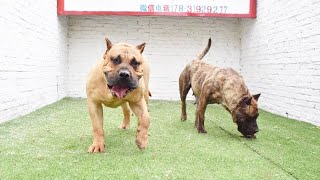 农村大哥在大山里养了许多世界名犬，全都是打斗猎犬，你一定没有见过