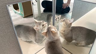 【鏡二枚ver.】鏡を使って子猫を増やしてみたら子猫はどんな反応をするのか！？