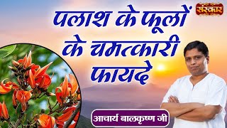 पलाश के फूलों के चमत्कारी फायदे | Benefits of Palash Flowers | Acharya Balkrishna Ji | Sanskar TV