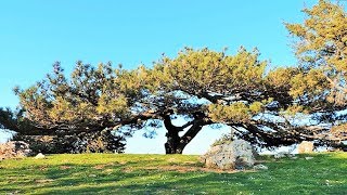 Huge Very Old Black Pine - Lesvos island - Greece - Bonsai Inspiration From Nature