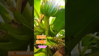 घड फवारणीसाठी | केळी पीक व्यवस्थापन | #केळी #शेती #banana #farming #viral