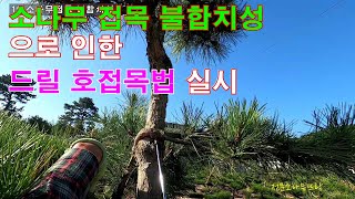 소나무 접목 불합치성으로 인한 드릴 호접목 실시 - 저의 실패는  여러분에겐 성공의 열쇠가 됩니다! #드릴호접목 #일반호접목 #접목 #대목과접수 #소나무접목