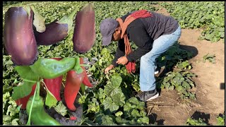 បង​ General ទៅ បេះបន្លែនៅចំកា​​​Oregon      Bong General went to Products Farm in Oregon