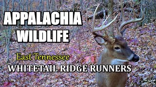 Appalachia Wildlife Tennessee Whitetail Ridge Runners