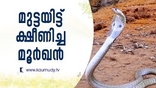 മുട്ടയിട്ട് ക്ഷീണിച്ച പെൺ മൂർഖൻ | സ്‌നേക് മാസ്റ്റർ