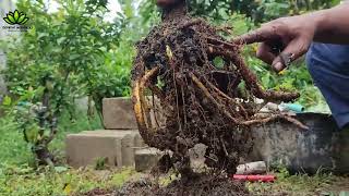 Pruning CEPAK Atas Bawah Pada Program Bonsai Murbei