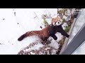 【レッサーパンダ】雪が気になるエイタ　red panda eita at maruyama zoo