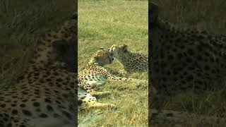 Pair of Cheetah #shortvideo#short#animals