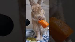 rabbit eating delicious carrot asmr