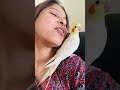 so adorable my baby ❤️🥰🦜 birds cockatiel pets petlove viral shorts youtubeshorts