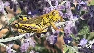 Grasshopper invasion in Colorado: Ways to rid them from your home garden