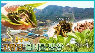 다시, 봄날에🌸 고향집 봄나물 밥상🍽 - 충남 보령 [6시N내고향] / KBS 방송