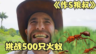 作死狼叔：挑战被500只火蚁蛰咬，到底有多酸爽！