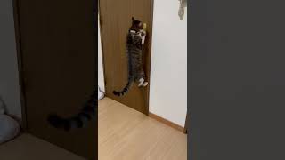 自分でドア開ける猫ちゃん