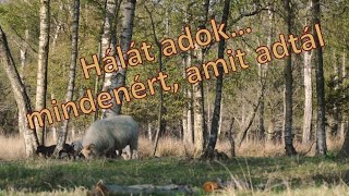 HÁLAIMA - Hálát adok… mindenért, amit adtál