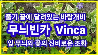 무늬빈카.Vinca.줄기끝에 달려있는 바람개비,잎 무늬와 꽃의 신비로운 조화