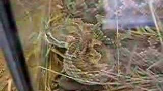 Rattlesnake closeup