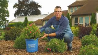 In the show garden with Bella Bellissima™ Potentilla - Bloomin’ Easy®