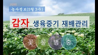 [농사정보] (5월3주)  감자_생육중기 재배관리 (꽃따기, 물주기, 병해충)