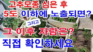 고추모종 심은 후 5도 이하에  잠깐 노출되면? 그리고 그 이후 자람은? 이 영상에서 직접 비교 확인하세요(고추 재배, 고추모종 심기, 고추 저온 피해, 고추 냉해 피해 영상확인)