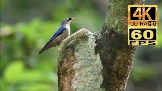 4K60 香港雀鳥：絨額鳾 Birds in Hong Kong : Velvet-fronted nuthatch