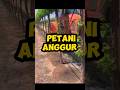 cara petani anggur membersihkan parasit pada batang pohon! #tahukahkamu #shorts #viralvideo