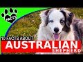 Dogs 101: Australian Shepherd (Aussie) Interesting Facts Information - Animal Facts Dogs 101: Australian Shepherd (Aussie) Interesting Facts Information - Animal Facts