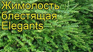 Жимолость блестящая Элегант. Краткий обзор, описание характеристик lonicera nitida Elegants