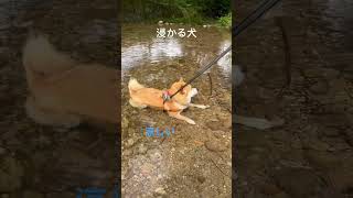 浸かるの大好き   #浸かる犬#水大好き#川遊び#いぬのいる生活#犬動画#犬