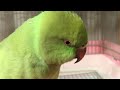 モフモフ頭のワカケホンセイインコのゴンちゃん！