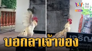 สุดซึ้ง! ไก่ชนก็มีหัวใจเศร้าเจ้าของตาย ตีปีกโก่งคอขันหน้าเมรุ