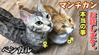 子猫を授かれなかった猫夫婦その後…のお話【新展開】