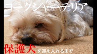 ヨークシャーテリアの里親になるまで/Yorkshire terrier foster parent