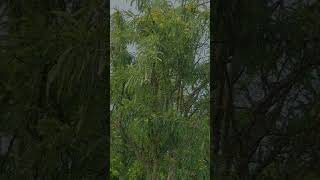 Indian Gooseberry tree Orchard farm, plant, fruits, harvesting, growing,varieties, leaves