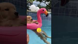 I Can't With These Pets!!🤣 🐶 #funny #dogs #pets #funnypets #afv #shorts