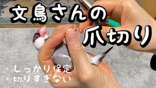 文鳥さんの爪切り　しっかり保定　切りすぎない