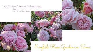 ✨初夏🎇のイングリッシュローズガーデンへ🐦️✨ (2/2) そらの花畑 世羅高原 花の森  To the English rose garden in early summer