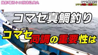 コマセ真鯛釣りコマセ同調の重要は