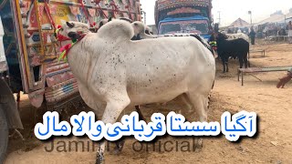 Today mandra mandi Rawalpindi latest update ll domail mandi ll fateh jangi dasi mall ll jamil tv ll