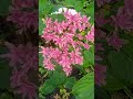 hydrangea prinsesse diana beautiful flowers natural продаж garden plants продаж hydrangea